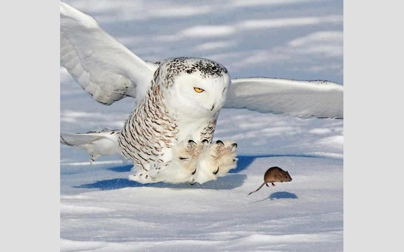 Snow Owl and Mouse